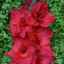 ГЛАДИОЛУС ВЕЕР 3шт-пакет