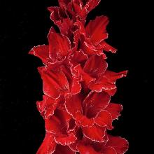 ГЛАДИОЛУС ВЕНЕЦ 3шт-пакет