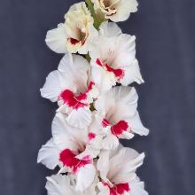 ГЛАДИОЛУС ВЕСТОЧКА 3шт-пакет