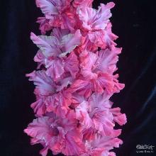 ГЛАДИОЛУС ВЛАДИСЛАВ ТЕТЮХИН 3шт-пакет