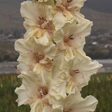 ГЛАДИОЛУС ВЛАСТЕЛИН 3шт-пакет