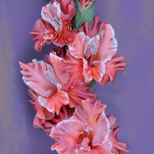 ГЛАДИОЛУС ВОЖДЬ КРАСНОКОЖИХ 3шт-пакет