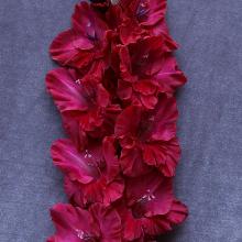 ГЛАДИОЛУС ВОЗРОЖДЕНИЕ 3шт-пакет