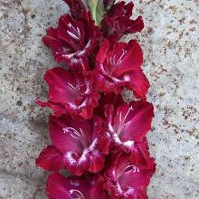 ГЛАДИОЛУС ГЕНЕРАЛ ПАТТОН 3шт-пакет