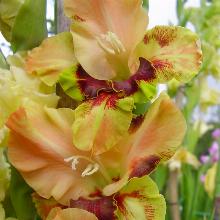 ГЛАДИОЛУС ГИРСТУПИС 3шт-пакет