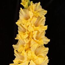 ГЛАДИОЛУС ГОЛДЕН ФЭНТЭЗИ 3шт-пакет