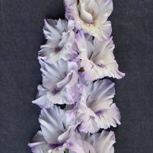 ГЛАДИОЛУС ГОЛУБАЯ БАБОЧКА 3шт-пакет