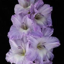 ГЛАДИОЛУС ГОЛУБАЯ МЕТЕЛЬ 3шт-пакет