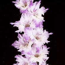 ГЛАДИОЛУС ГОЛУБОЙ ТОПАЗ 3шт-пакет