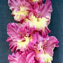 ГЛАДИОЛУС ГРАД КИТЕЖ 3шт-пакет