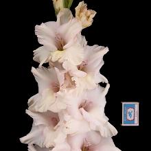 ГЛАДИОЛУС ДЕЖАВЮ 3шт-пакет