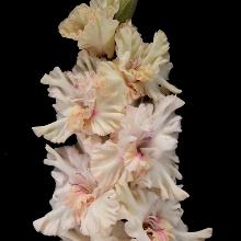 ГЛАДИОЛУС ДЕНЬ СУРКА 3шт-пакет