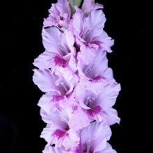 ГЛАДИОЛУС ДЖИН 3шт-пакет