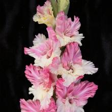 ГЛАДИОЛУС ЖЕРТВА ГЛАМУРА 3шт-пакет