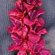 ГЛАДИОЛУС ЗАТМЕНИЕ 3шт-пакет