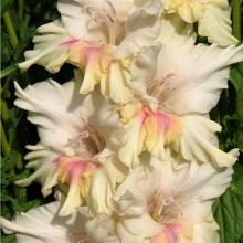 ГЛАДИОЛУС ЗВЕЗДА ПЛЕНИТЕЛЬНОГО СЧАСТЬЯ 3шт-пакет