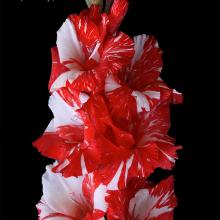 ГЛАДИОЛУС ЗЕБРА 3шт-пакет