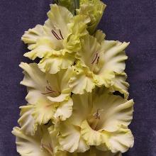 ГЛАДИОЛУС ЗЕЛЕНЫЙ ВЕЛИКАН 3шт-пакет