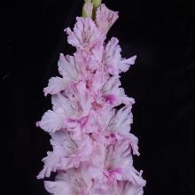 ГЛАДИОЛУС ЗИЕДУ СКУЛЬПТУРА 3шт-пакет