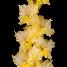 ГЛАДИОЛУС ЗОЛОТОЙ УЛЕЙ 3шт-пакет