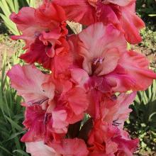 ГЛАДИОЛУС БЛЮЗ ЗАКАТА 3шт-пакет