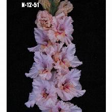 ГЛАДИОЛУС И-12-51 3шт-пакет