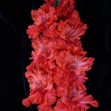 ГЛАДИОЛУС МЕТЕЛЬ АВГУСТА 3шт-пакет