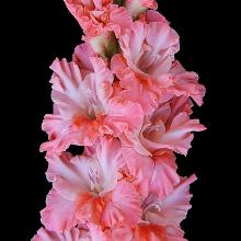 ГЛАДИОЛУС ИГРОК 3шт-пакет