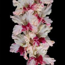 ГЛАДИОЛУС ИРМА 3шт-пакет