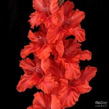 ГЛАДИОЛУС ИМПЕРАТОР 3шт-пакет