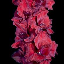 ГЛАДИОЛУС ИСПОЛИН 3шт-пакет