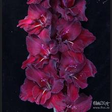 ГЛАДИОЛУС КАРМЕН 3шт-пакет