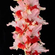 ГЛАДИОЛУС КОКТЕЙЛЬ №2 3шт-пакет