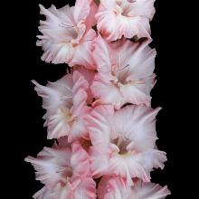 ГЛАДИОЛУС КРУЖЕВНИЦА 3шт-пакет