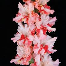 ГЛАДИОЛУС УЛЫБКА ДО УШЕЙ 3шт-пакет