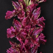 ГЛАДИОЛУС ЛИЯ АХЕДЖАКОВА 3шт-пакет