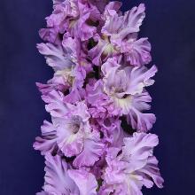 ГЛАДИОЛУС ЛУННЫЙ СЛЕД 3шт-пакет