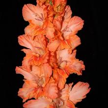 ГЛАДИОЛУС ЛЮБОВЬ К ТРЕМ АПЕЛЬСИНАМ 3шт-пакет