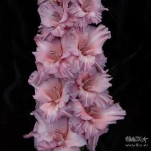 ГЛАДИОЛУС ЛЮПУС 3шт-пакет