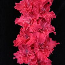 ГЛАДИОЛУС МАЛИНОВАЯ ФАНТАЗИЯ 3шт-пакет