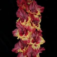 ГЛАДИОЛУС МАРГО 3шт-пакет