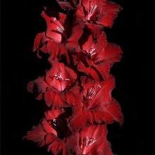 ГЛАДИОЛУС МАРОКАНЕЦ 3шт-пакет