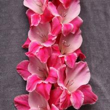 ГЛАДИОЛУС МОРСКАЯ РАКОВИНА 3шт-пакет