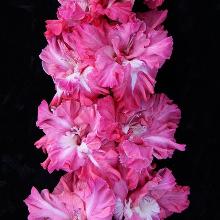 ГЛАДИОЛУС НОВЫЙ КАРДИНАЛ 3шт-пакет