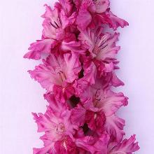 ГЛАДИОЛУС НОЧНОЙ ШТОРМ 3шт-пакет