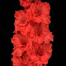 ГЛАДИОЛУС ОГОНЬ ЖЕЛАНИЙ 3шт-пакет