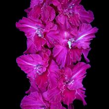 ГЛАДИОЛУС ПАВЕЛ ЧУМАРИН 3шт-пакет