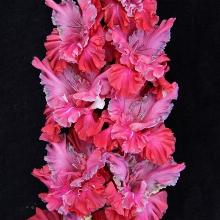 ГЛАДИОЛУС ПЕРПЕНДИКУЛЯРНЫЙ МИР 3шт-пакет