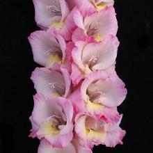 ГЛАДИОЛУС РАПСОДИЯ 3шт-пакет