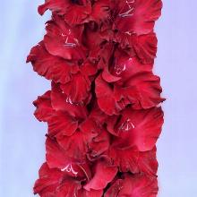 ГЛАДИОЛУС РЕДЖЕНСИ 3шт-пакет